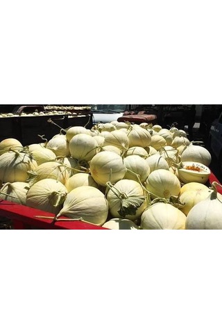 Kavun Taze Kırkağaç 3 5 Kg
