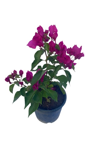 Fuşya Begonvil / Bougainvillea Glabra 60-80cm