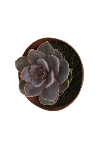 Özel Cins İthal Anaç Sukulent