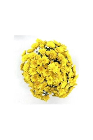 Koyu Sarı Kasımpatı Krizantem Chrysanthemum 10-20 Cm