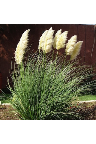 Pampas Otu - Saz Püskülü