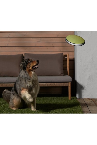 Köpekler İçin Frizbi