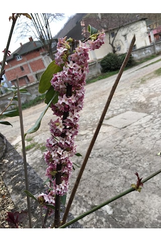 Kafkas Gülü Daphne Kokulu 20-35 Cm Tüplü