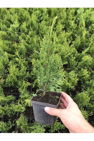 Leylandi Çam Fidanı 10-25cm 30 Adet Tüplü Bahçe Bitkisi Cupressus Leylandii