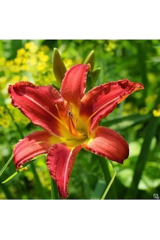 Bumerang Kırım Kırmızı Gün Zambağı Fidanı 155817873