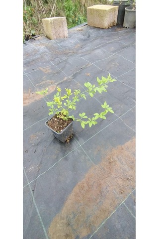 Sarı Yasemin Fidanı (jasminum Humile) 30 cm