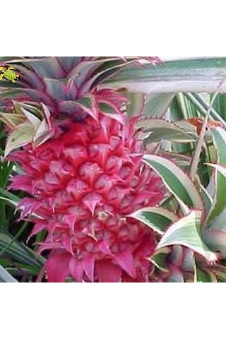 Saksıda Ananas Meyvesi Fidanı Red Spanish Cinsi