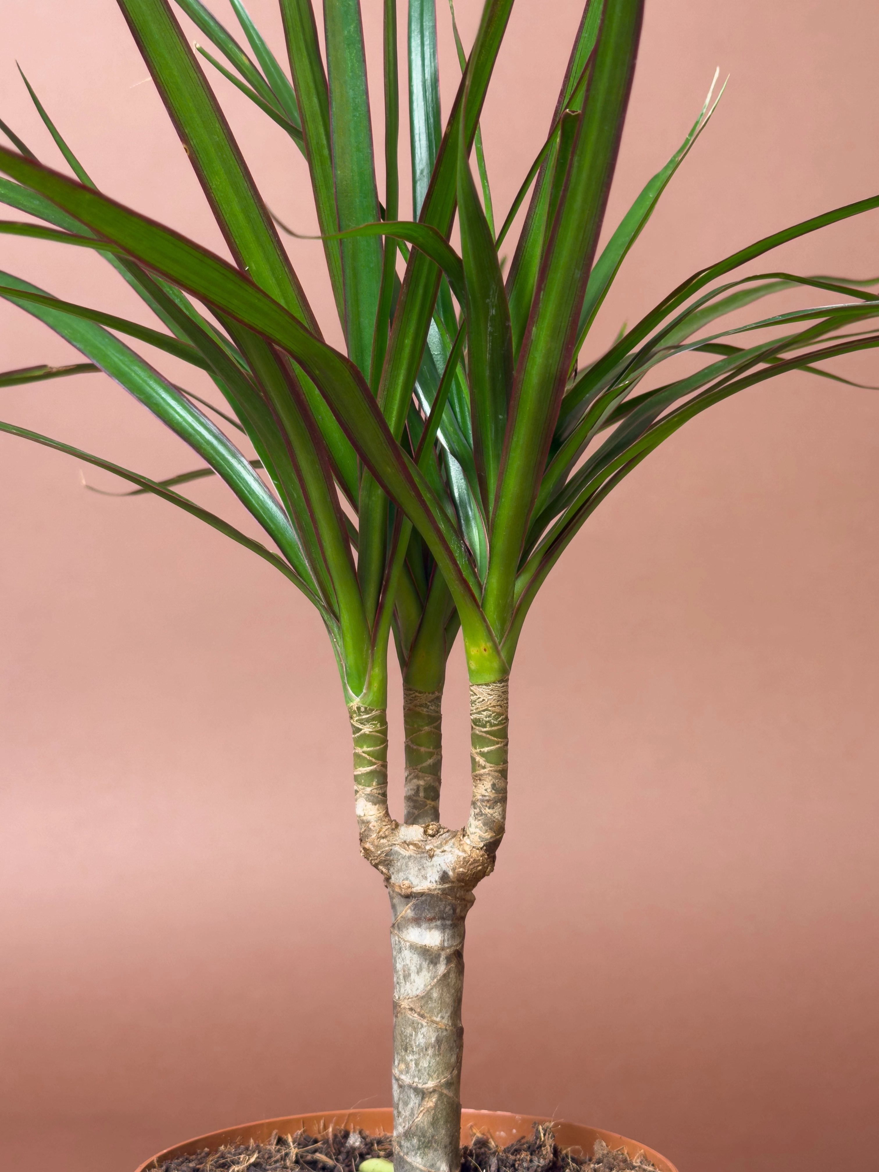 Mini Dracaena Marginata 30 Cm Tek Gövdeli Kompakt Form