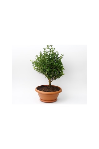 Bonsai Şimşir Fidanı Ev / Ofis Bitkisi - 2 Adet