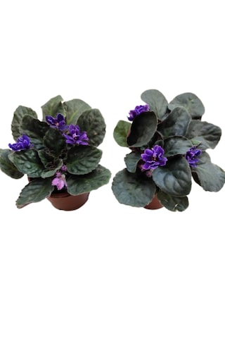 2 Adet Katmerli Afrika Menekşesi Yerli Üretim Mor Renk