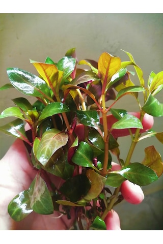 Ludwigia Grandulosa Akvaryum Bitkisi Canlı Bitki 5 Dal