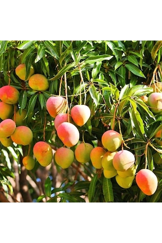 Cox Shine Mersin Mango Fidanı Aşısız 1 Yaş 15-20 Cm