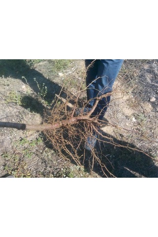 Eastroot Iba Çözelti 250 Cc 4000Ppm Kullanıma Hazır Hormon