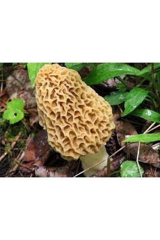 Kuzu Göbeği Mantarı Sıvı Miseli 30cc