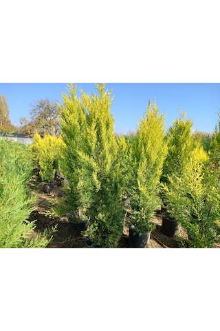 Büyük Limon Çamı Limon Selvi , Büyük Saksıda, 150 Cm. Boyunda, H