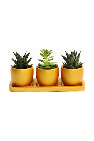 Trio Orange Sukulent Seti - Haworthia. Echeveria