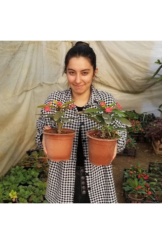 Büyük Boy Kırmızı Euphorbia Milli - Dikenler Tacı  Saksıda