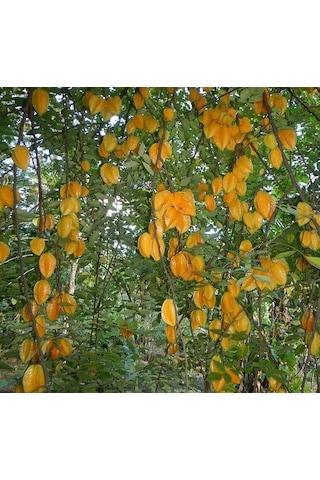 Aşılı Starfruit Fidanı 4 Yaş 100 Cm