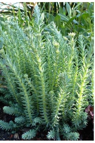 Sedum Reflexum 45 Adet - Teraryum İçin Sukulent Bitki