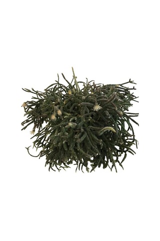 Rhipsalis Pilocarpa -spagetti Kaktüs