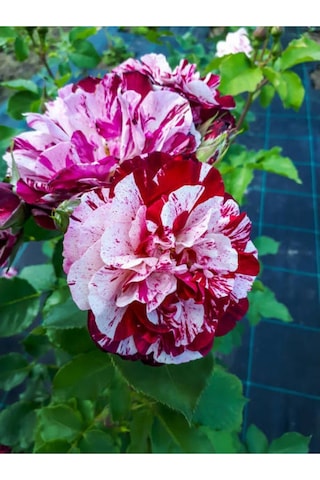Yediveren Çift Renkli Türkiyem Kokulu Gül 30 70 Cm 1 Adet Saksılı Aşılı Gül Rose Of Turkey