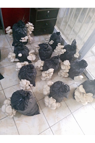 3 Kg İstiridye Mantarı Tohumu 1 adet