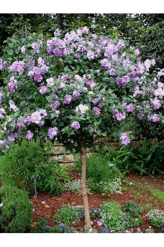 Ağaç Hatmi fidanı[2 yaşında tüplüdür