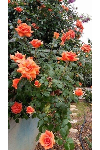 Somon Kayısı Yediveren Sarmaşık Gül Fidanı 15-25 CM