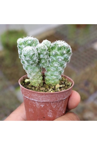 Mammillaria Gracilis Kartopu Kaktüs 5.5 Cm Saksıda