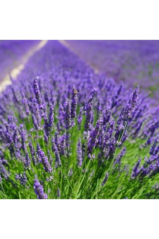 Lavandula Angustifolia Lavanta Çiçeği Tohumu 100 Adet N117488 Lavandula Angustifolia Lavanta Çiçeği Tohumu 100 Adet N117488