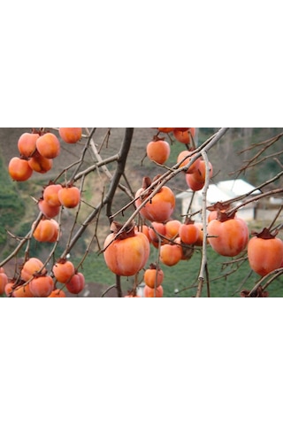 Çikolatalı Trabzon Hurması Diospyros Digyna "black Sapote" 2