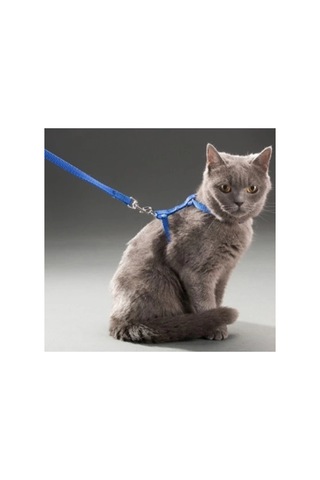 Bay Kedi Boyun Ve Göğüs Tasması Najmaddin