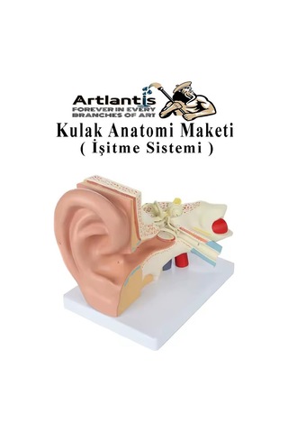 Kulak Anatomisi Modeli 1 Adet İnsan İşitme Sistemi Ses Anatomik Modeli Deney Bilim Tıbbi Model Kulak Maketi Masaüstü