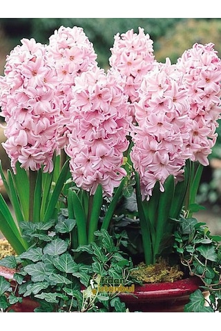 Sümbül Soğanı 5 Adet