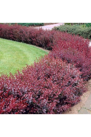 Kadın Tuzluğu Berberis Fidanı 2 Yaşında Tüplü