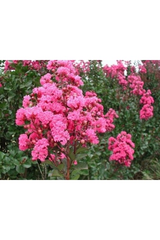 Pembe Oya Ağacı Fıdanı 80 CM Saksılı
