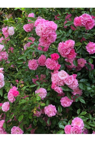 Videolu Pembe Kokulu 1 Adet Isparta Gül Fidanı Saksılı 50-75cm Isparta Pink Rose Sapling