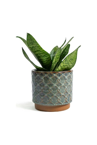 Yeşil Paşa Kılıcı – Sansevieria Hahnii 15-20 cm