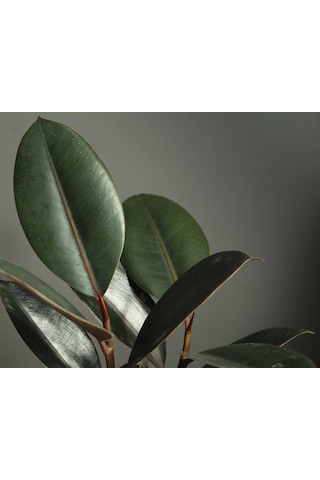 Kauçuk Bitkisi Ficus Elastica 5791