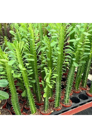 Sınırlı Üretim Euphorbia Trigona Green - Afrika Süt Ağacı Kaktüsü 5.5lik Saksıda, 18 Cm Ve Üzeri Boyda