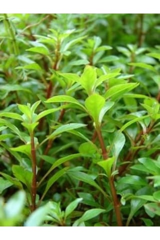 Ayrex Ludwigia Green 5 Dal Kusursuz Form Akvaryum Bitkisi Canlı Bitki