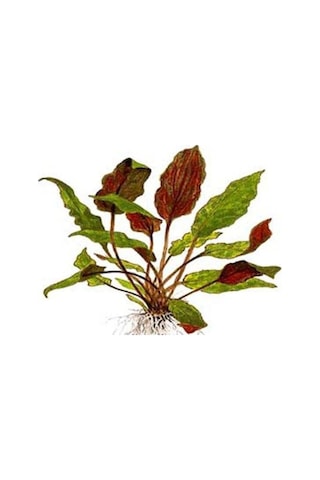 Akvaryum Bitkileri Cryptocoryne Wendtii Brown Saksı Canlı Bitki Genel
