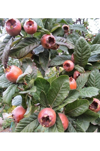 Muşmula Döngel 150-200 Cm Tüplü