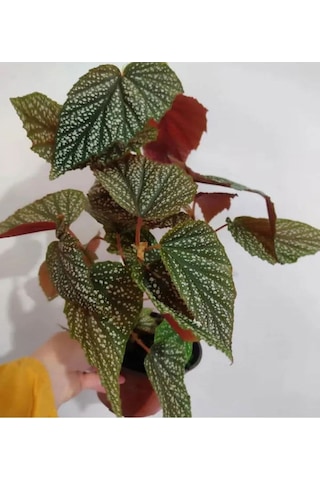 Çilli Begonya Çiçeği Dolgun Formlu Kırmızı Çiçekli 1 Adet Saksılı 30-40cm
