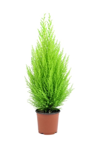 Limon Kokulu Çam Limoni Servi Cupressus Ev Ofis Salon Çamı 25-35 Cm
