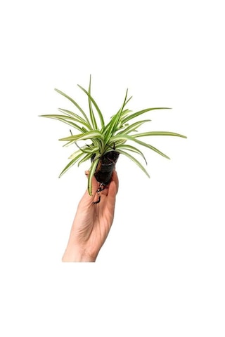 Yer Örtücü Buz Çiçeği+ Kurdela Çiçeği 5-15 Cm Saksılı Dış Mekan Bitkileri