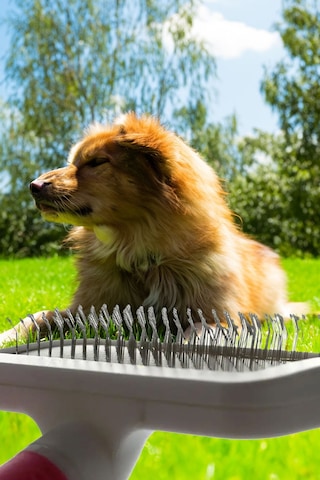 Thentech Kedi Köpek Evcil Hayvan Tüy Toplama Tarağı İkili Set Acıtmaz Özel Tasarım Tüy Toplama Fırçası