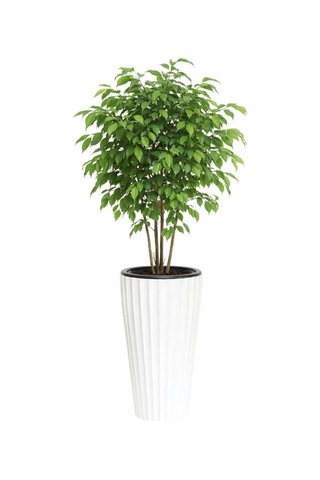 Omnipazar So-lvt1 Lilyum Vazo Saksı Takımı İç Kovalı 54 Litre No:1 Beyaz