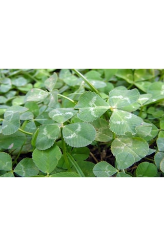 Üçgül Tohumu500 GR Süs Yoncası Trifolium Repens