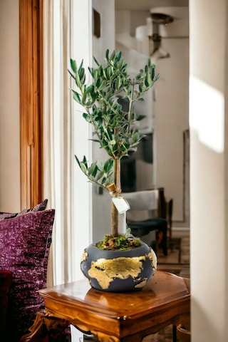 Gold World Saksıda Bonsai Zeytin Ağacı Gold World Saksıda Bonsai Zeytin Ağacı